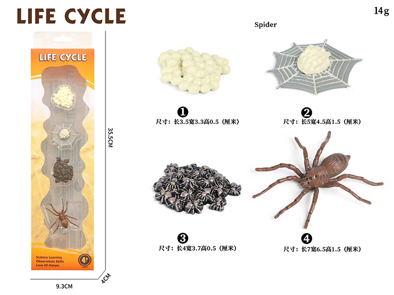 Spider Life Cycle Model 4pcs