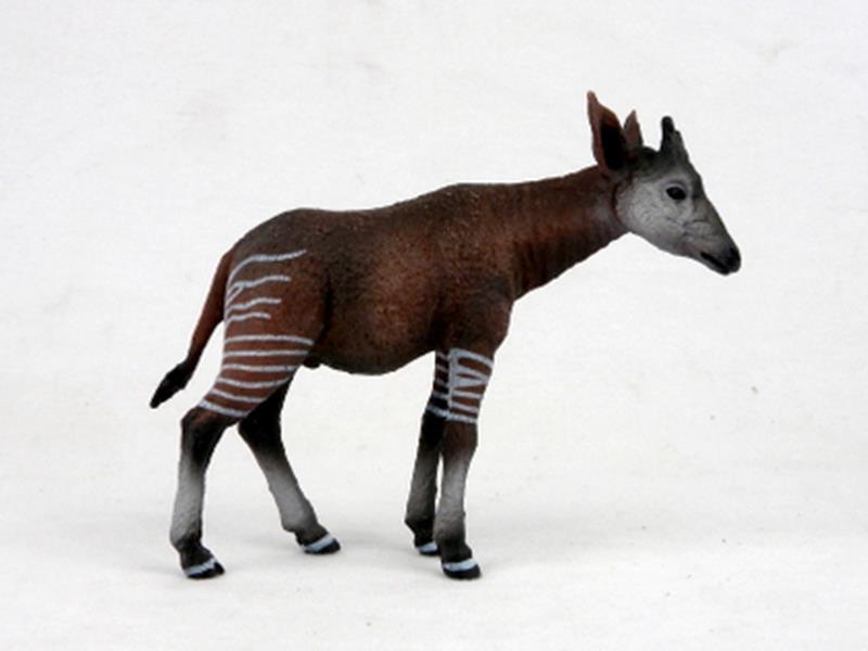 Large Okapi