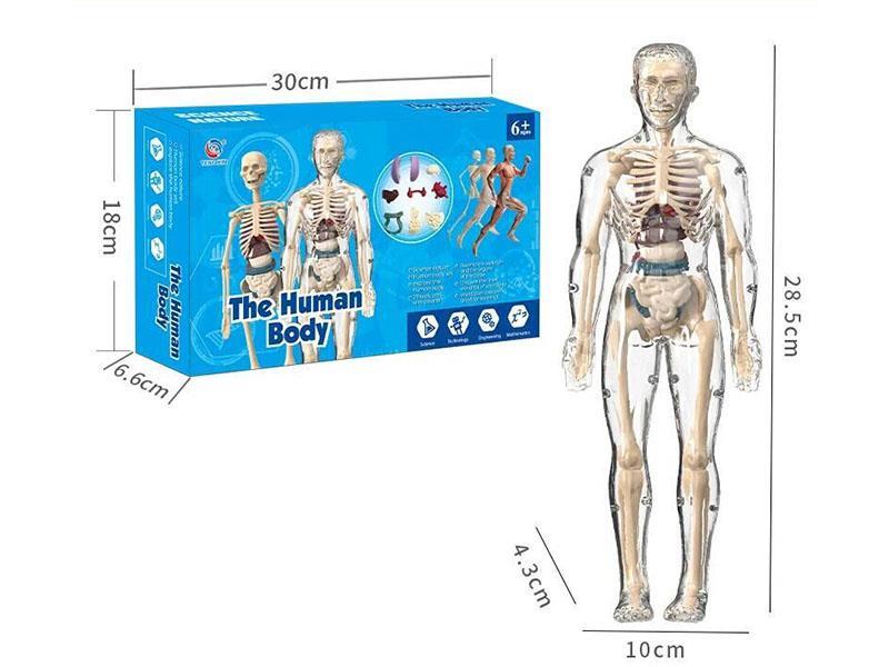 Human model Set (Fully Transparent version)