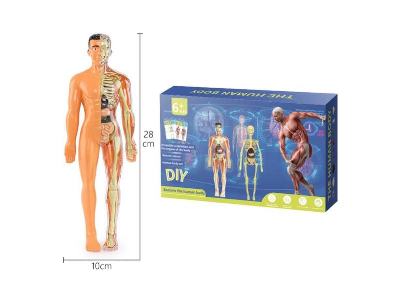 28cm Semi-Transparent Human Body (30 PCS)