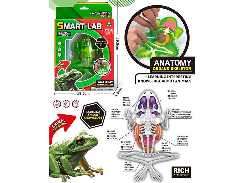 Displaning Lab Set + Frog (Glow-In-The-Dark Bones)