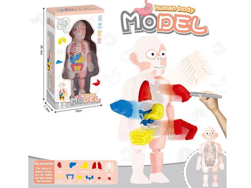 Human Body Model