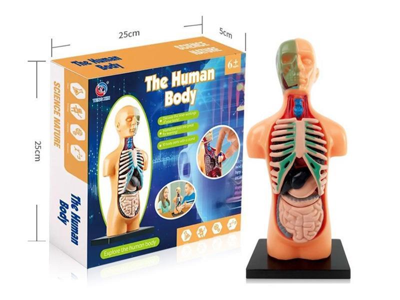 Human Body Model