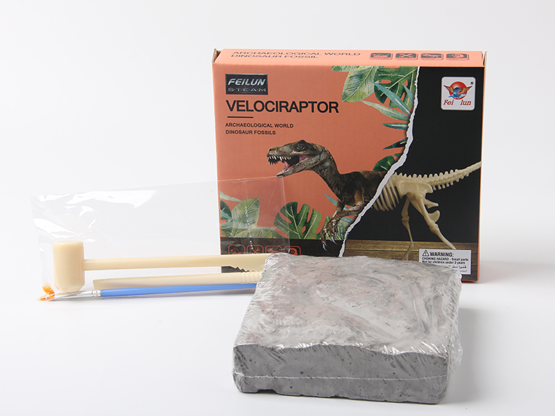 Archaeological Dinosaur Fossil - Velociraptor