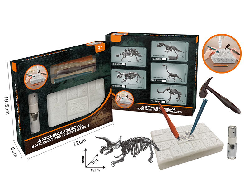 Archaeological Excavation Dinosaur(Triceratops )