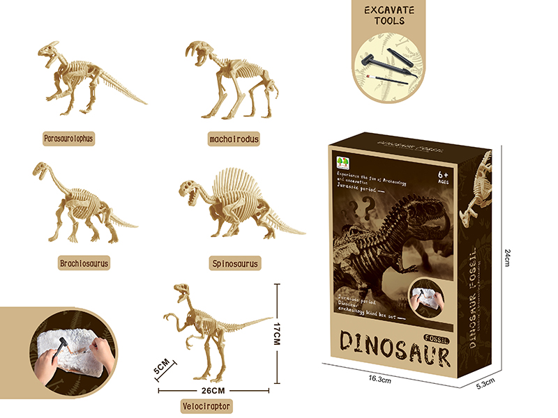 Archaeological Dinosaur Skeleton Fossils