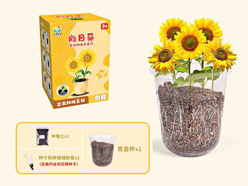 Sunflower Seedling Cup