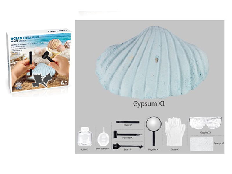 Archaeology Beach Shells Set