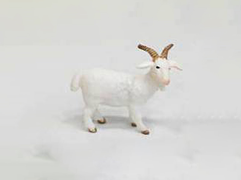 Young Goat