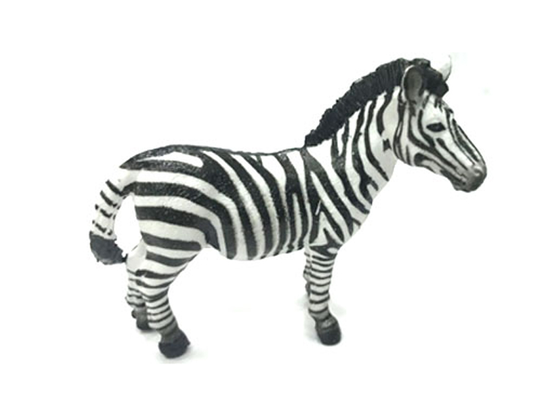 Male Zebra
