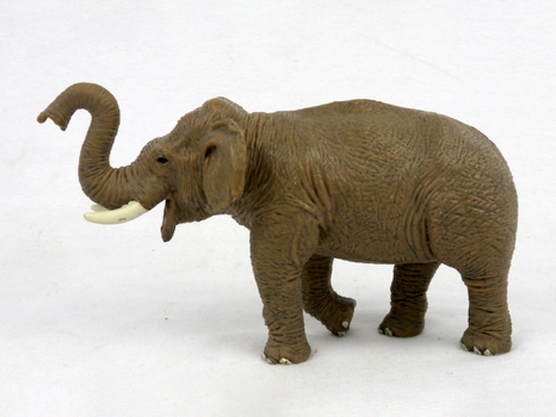 Asian Female Elephant