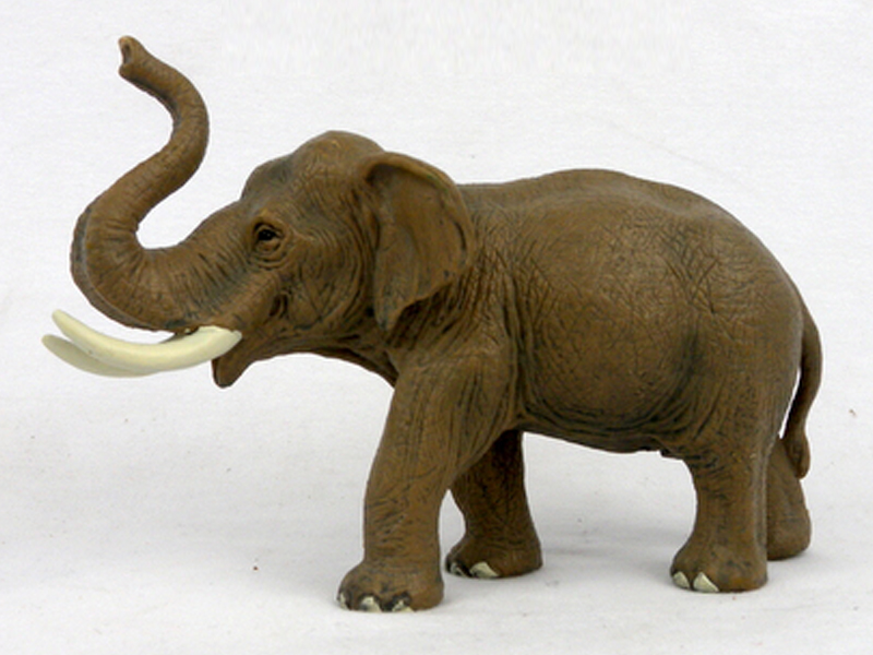 Asian Male Elephant
