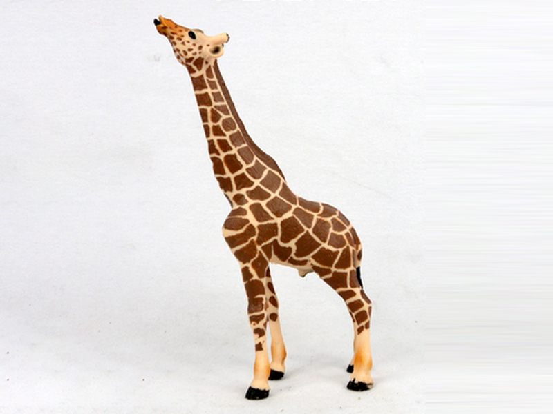 Male Giraffe
