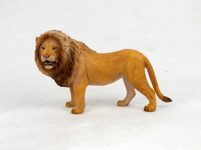 African Male Lion