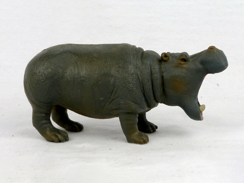 Female Hippopotamus