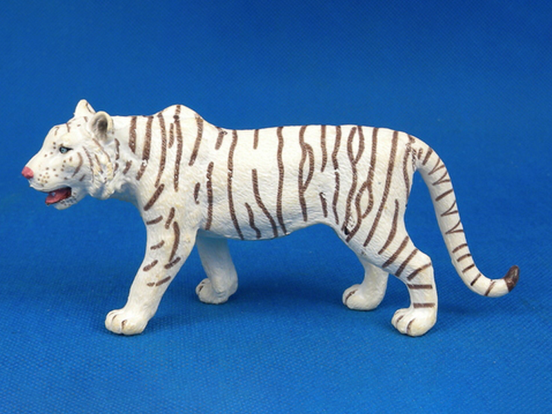 Male White Tiger