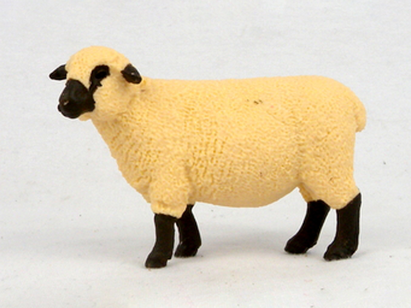 Shropshire Sheep