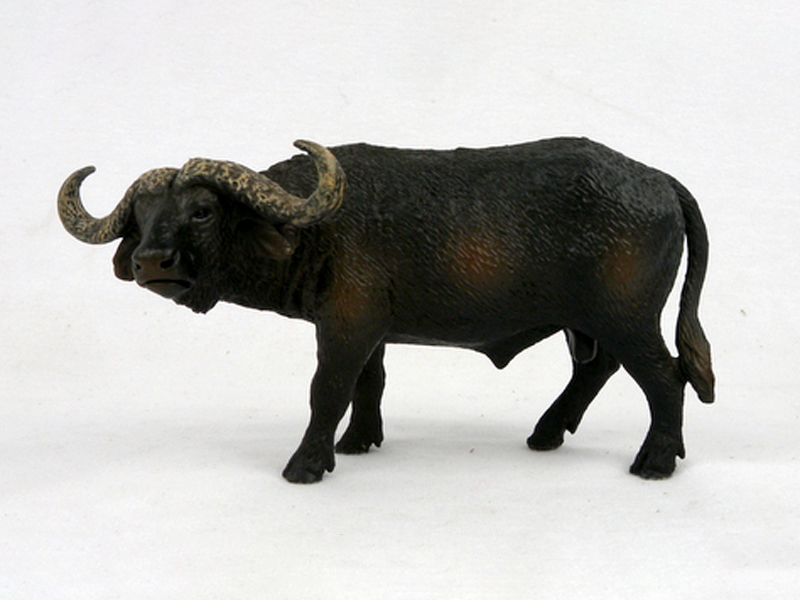 Buffalo