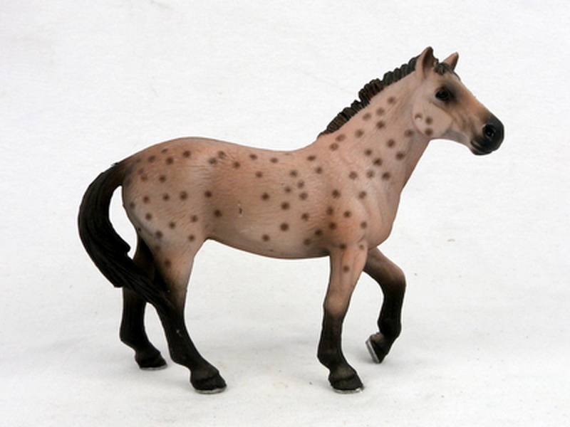 Knapostu Stallion