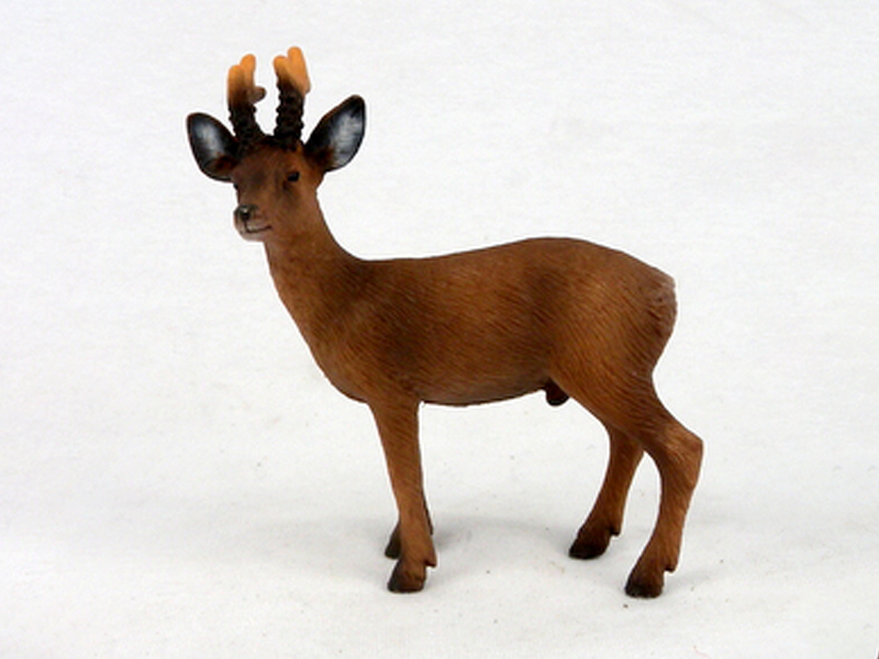 Female Red Deer