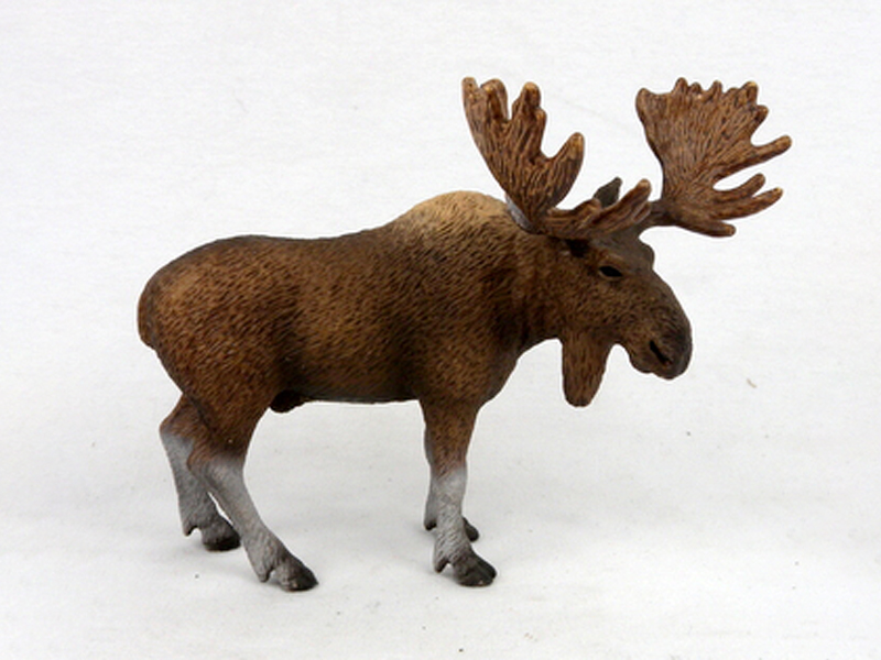 Male Moose