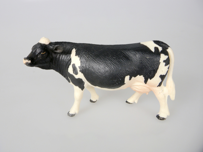 Holstein Bull