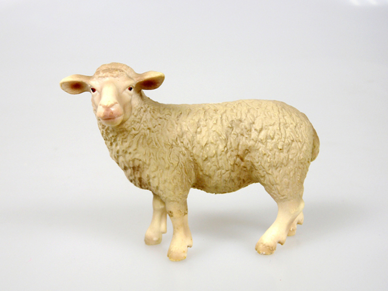 Merino Sheep