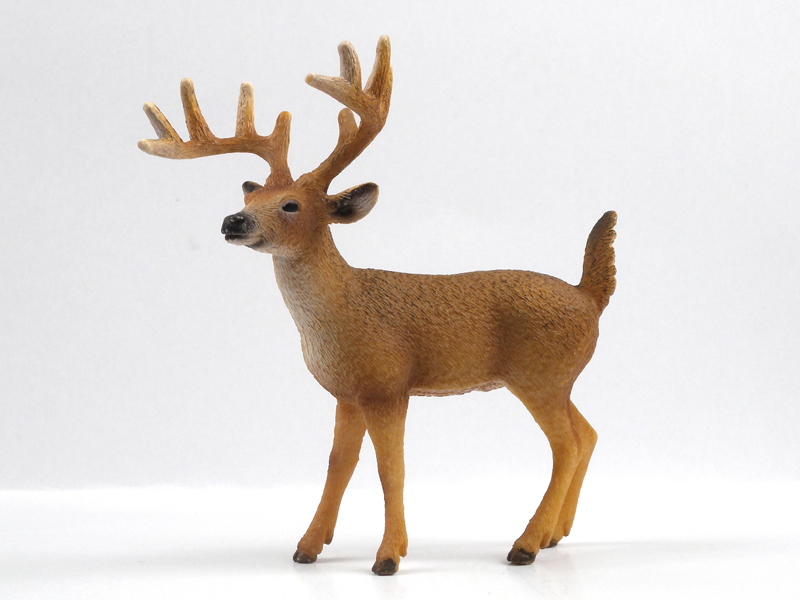 White Tailed Deer With Horns