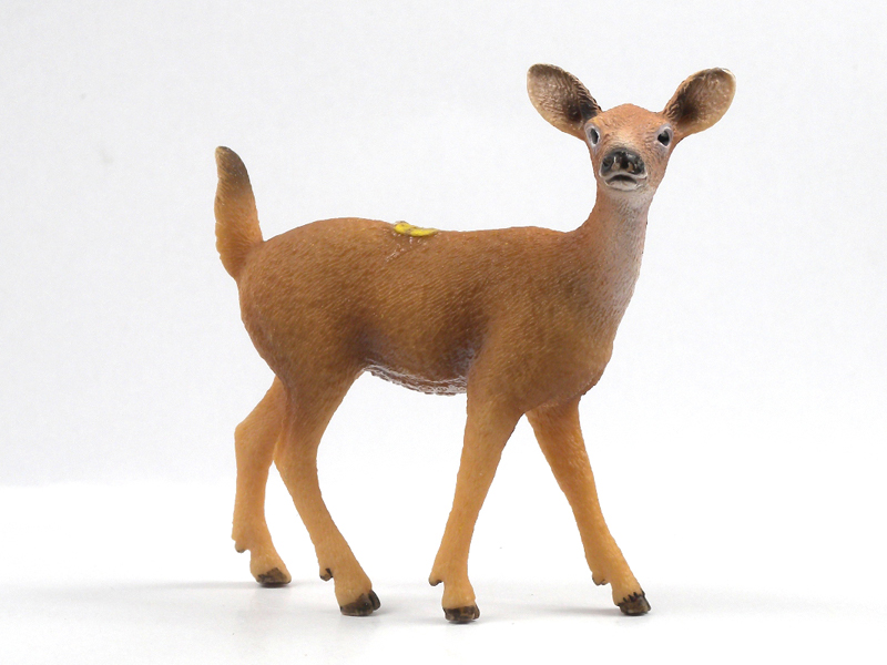 White Tailed Deer Without Horns