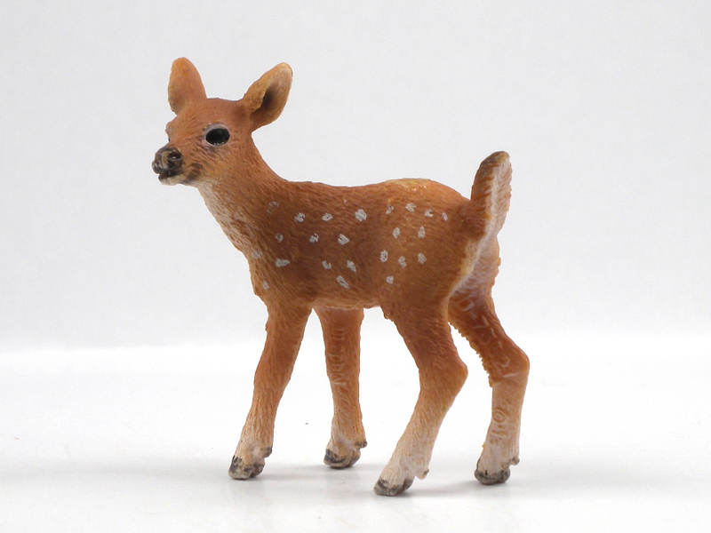 White Tailed Deer Pups