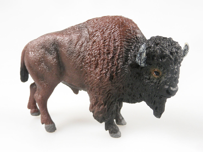 American Bison