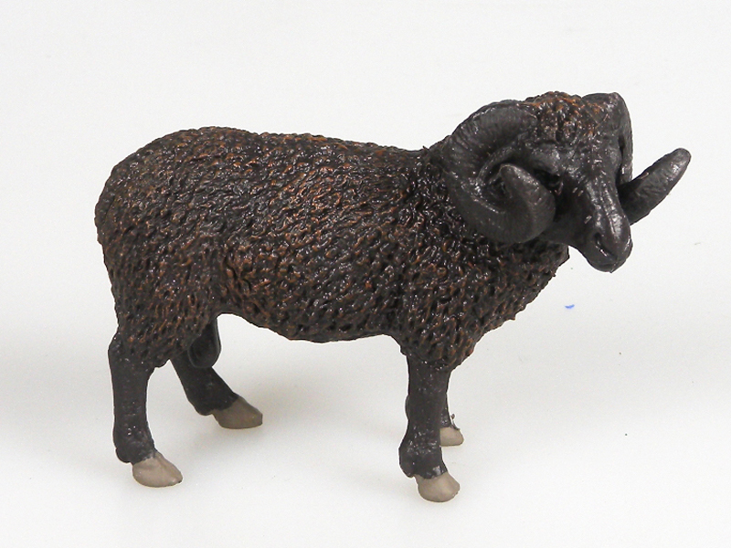 Horned Black Sheep