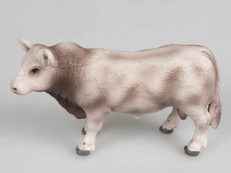 Swiss Brown Cattle Without Horns