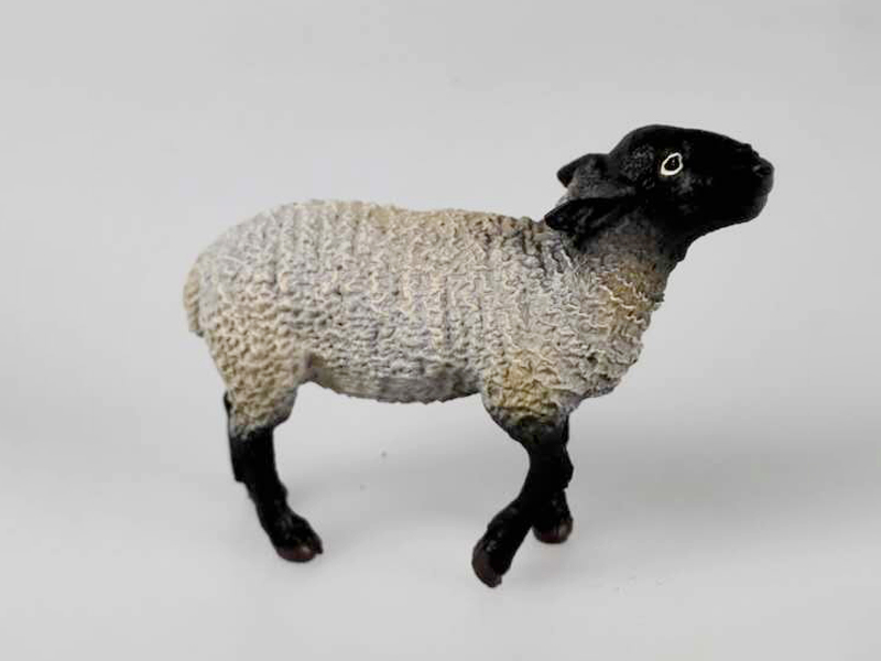 Suffolk Sheep