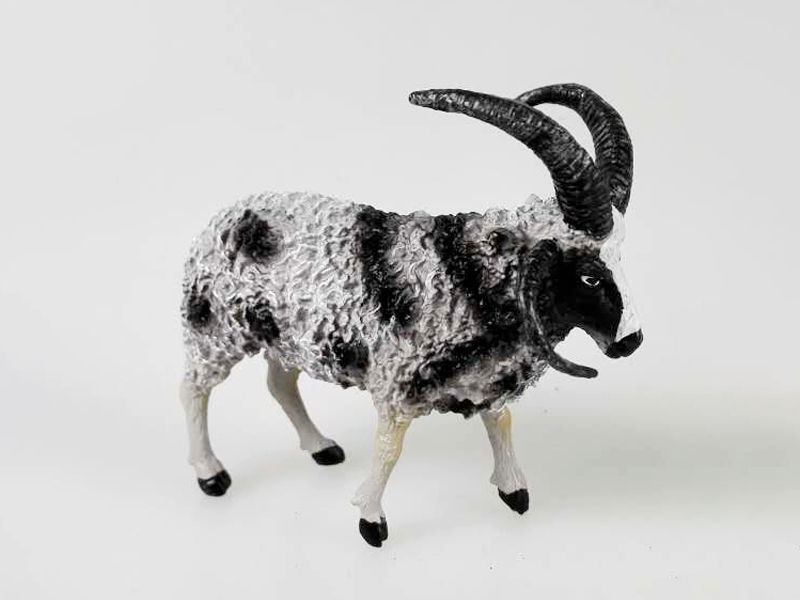 Quadrangular Sheep