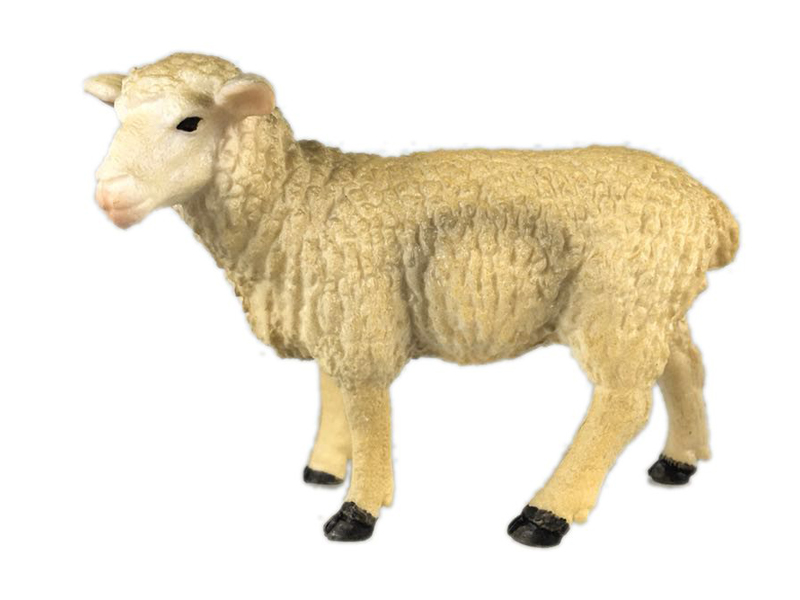 Sheep
