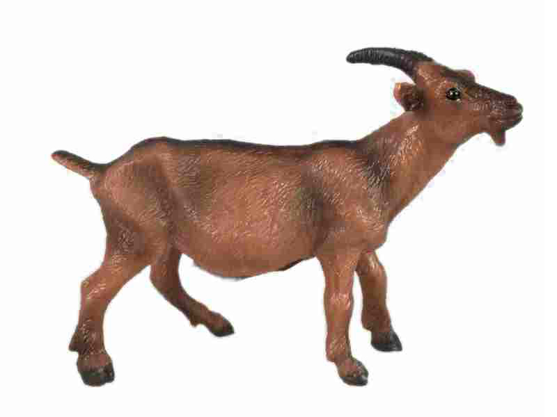 Goat