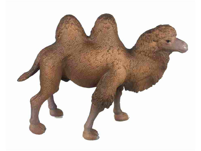 Bactrian Camel