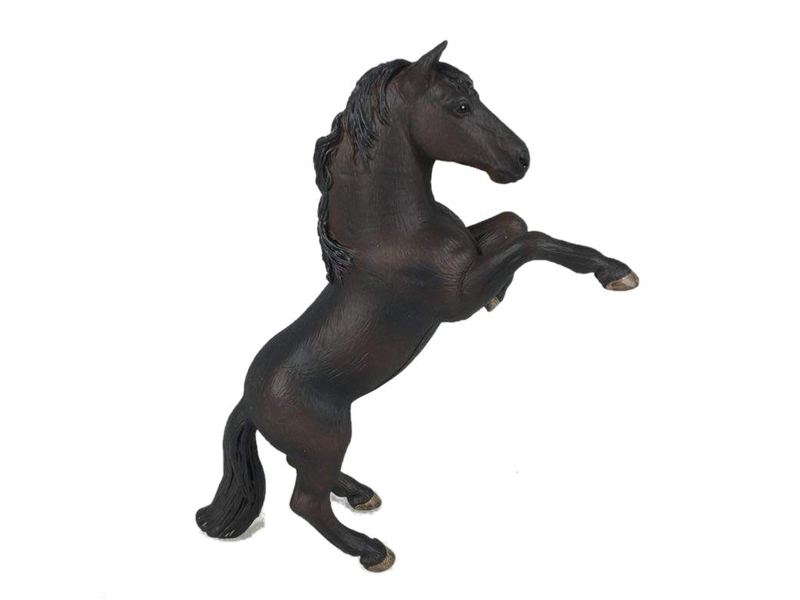 North American Wild Stallion