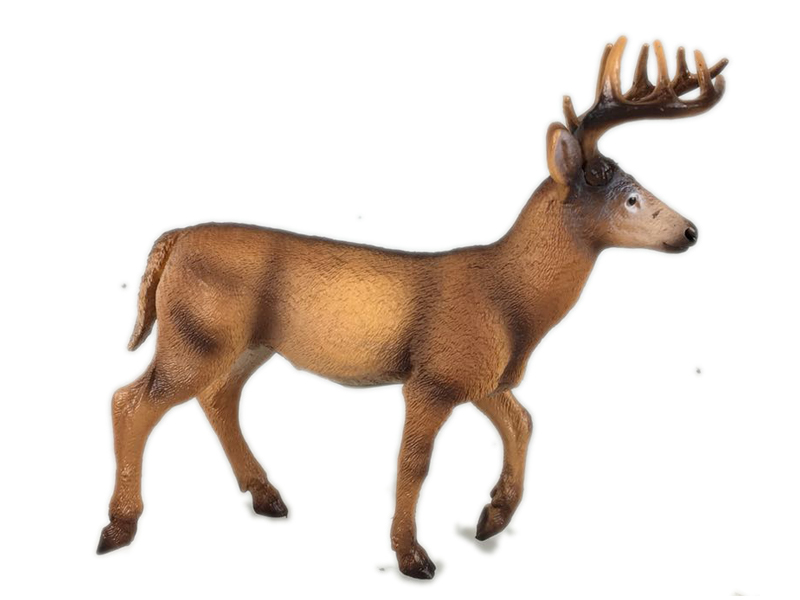 White Tailed Deer