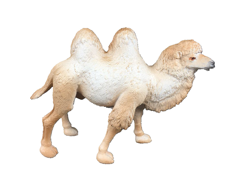 White Camel