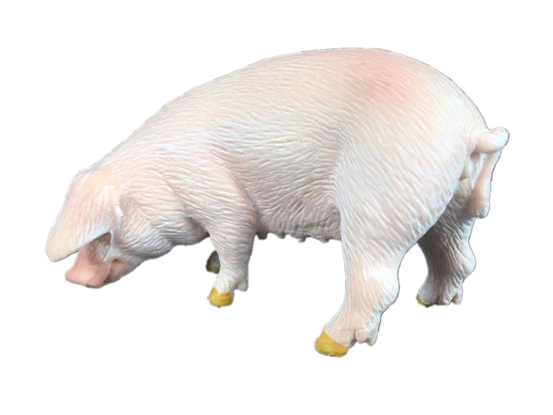 Eared Sow
