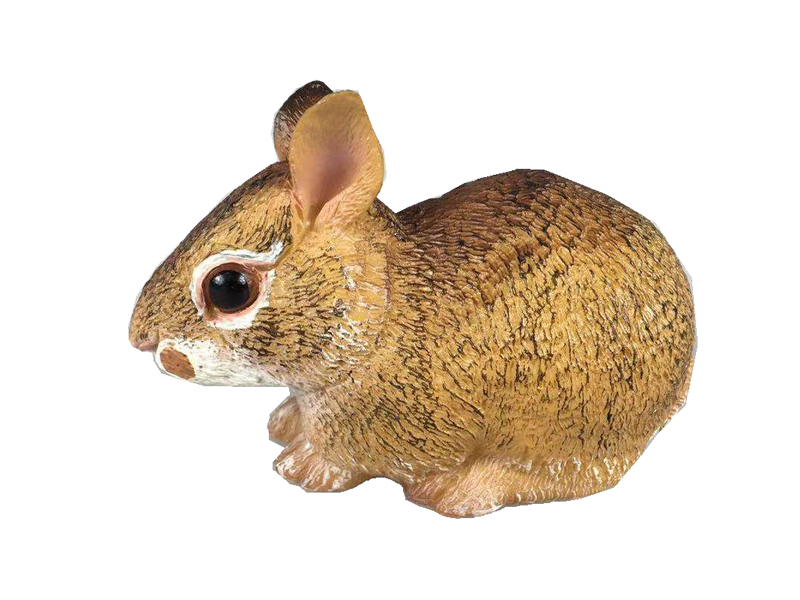 Cotton Tailed Rabbit