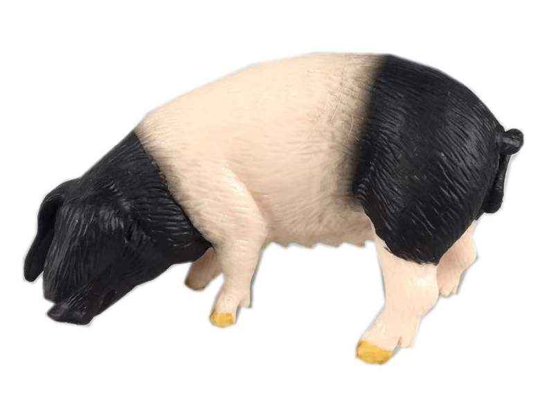 Eared Sow
