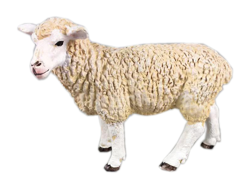 Sheep