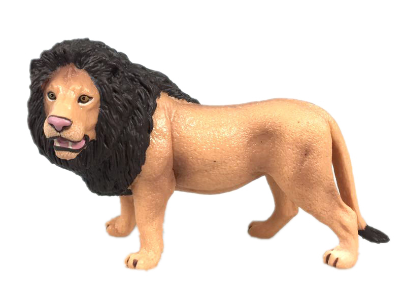 Male Lion
