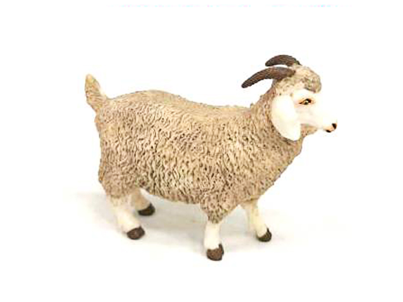 Female Sheep