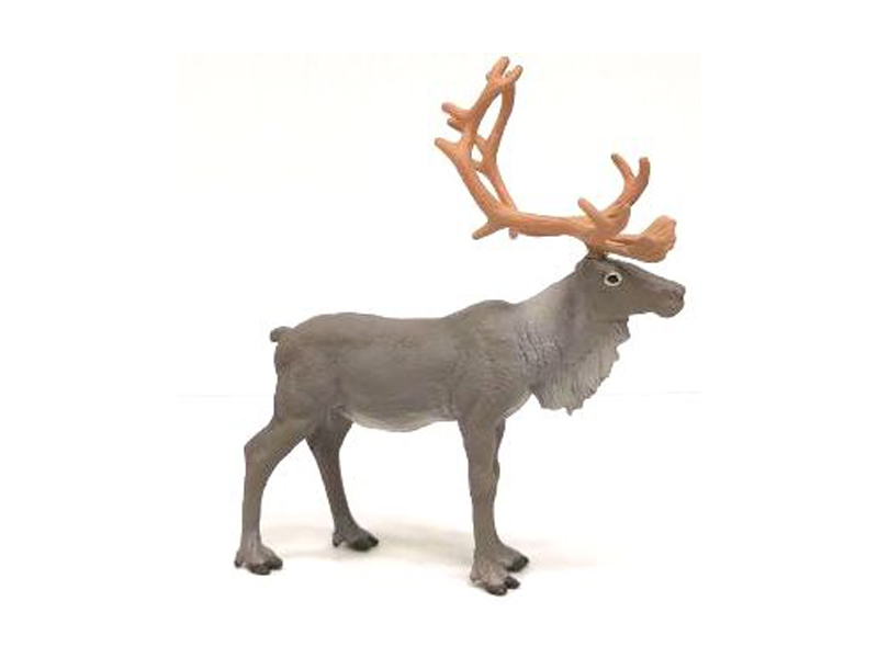 Reindeer