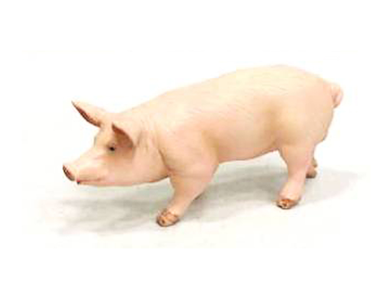Boar