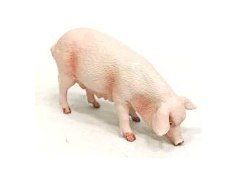 Sow